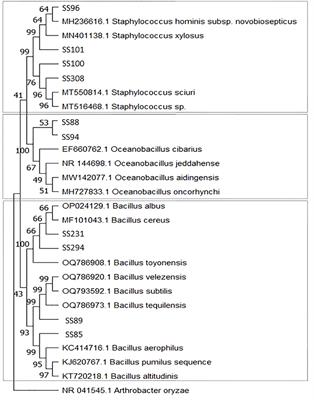 Characterization and evaluation of potential halotolerant phosphate solubilizing bacteria from Salicornia fruticosa rhizosphere